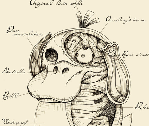 Psy Anatomy